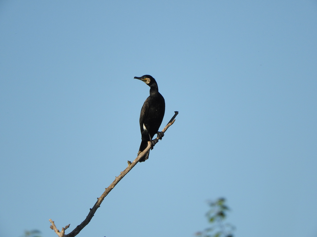 Cormorano