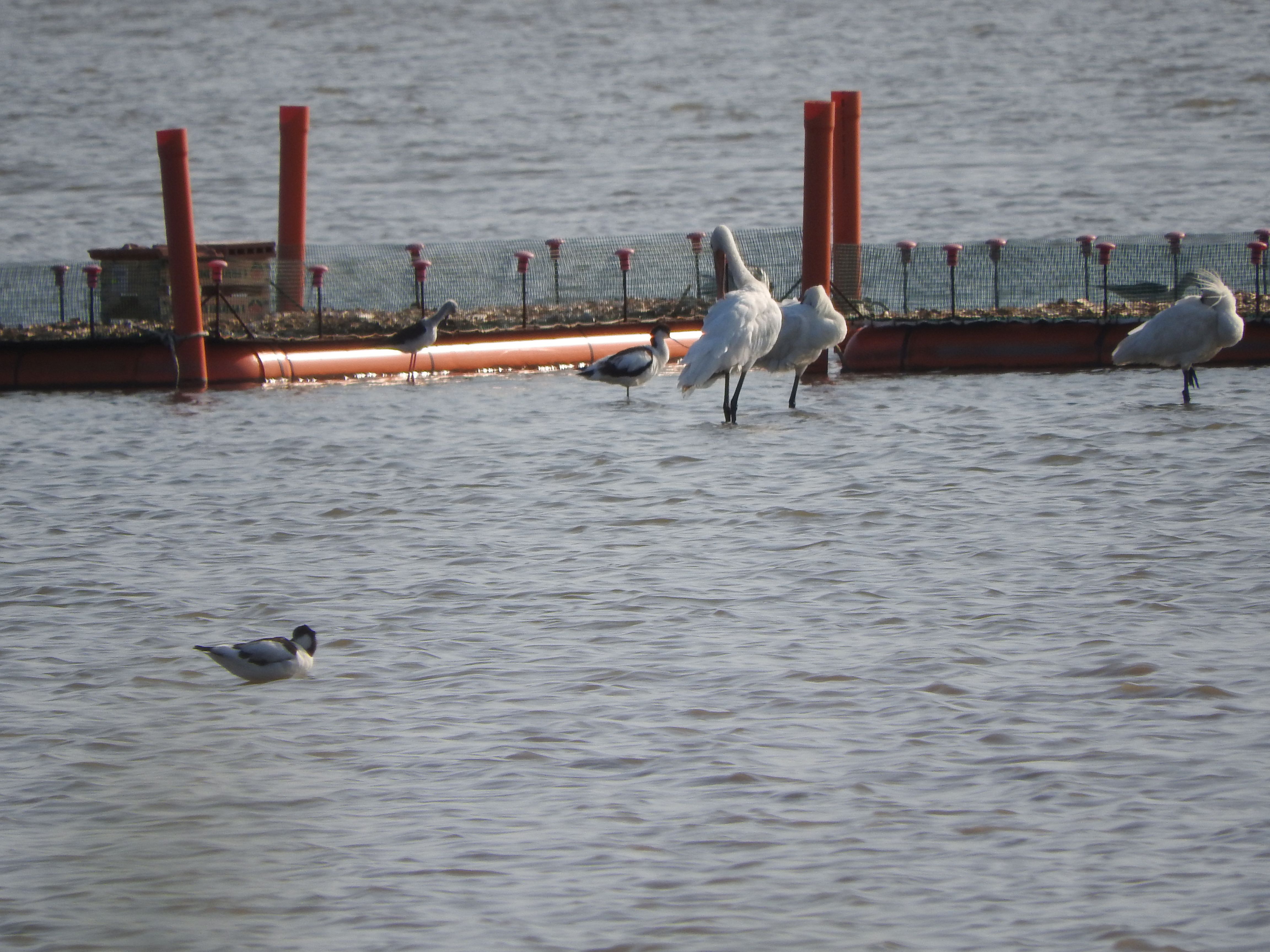 Avoceta Spatole Cavaliere d'Italia