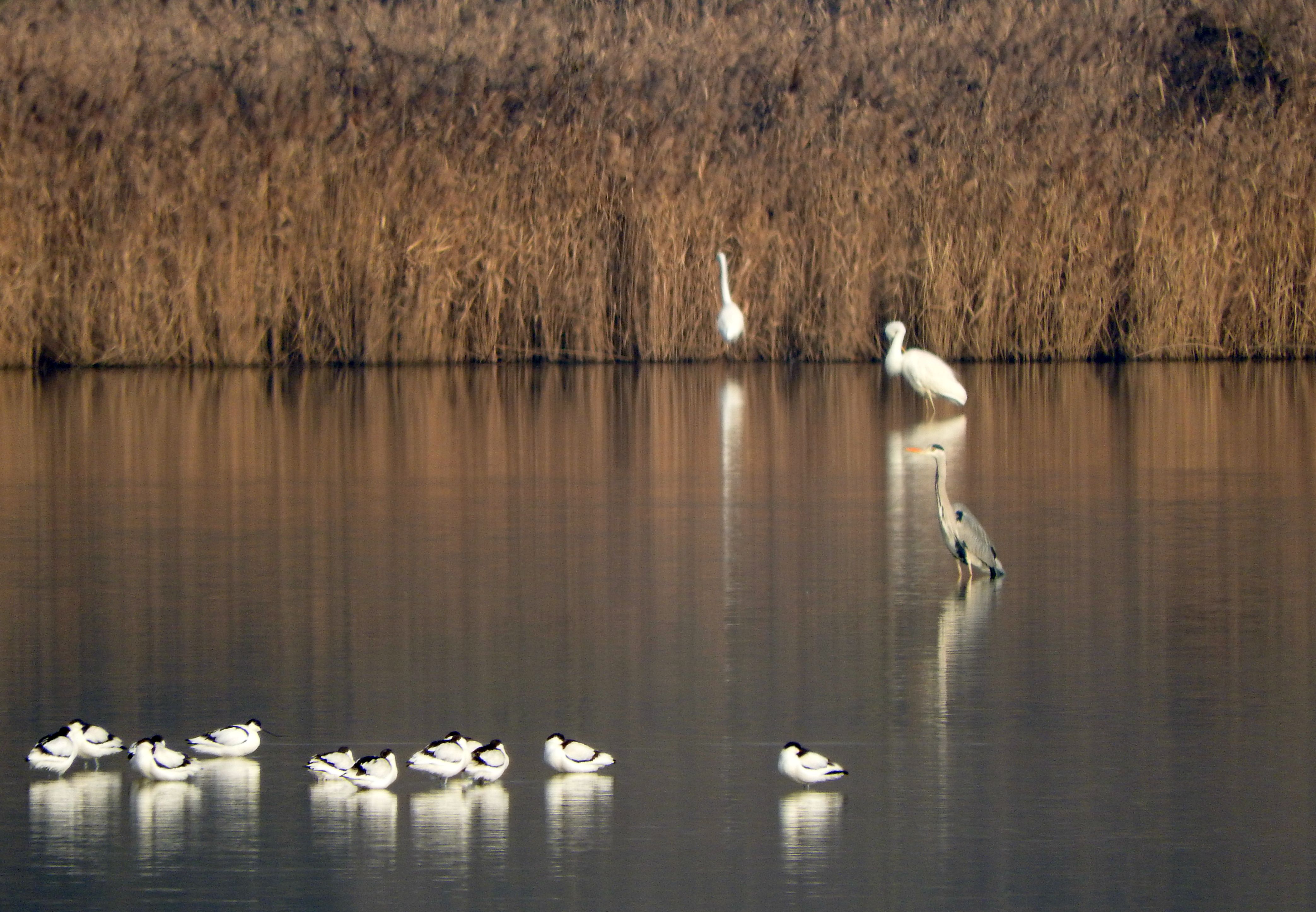 Avocetta