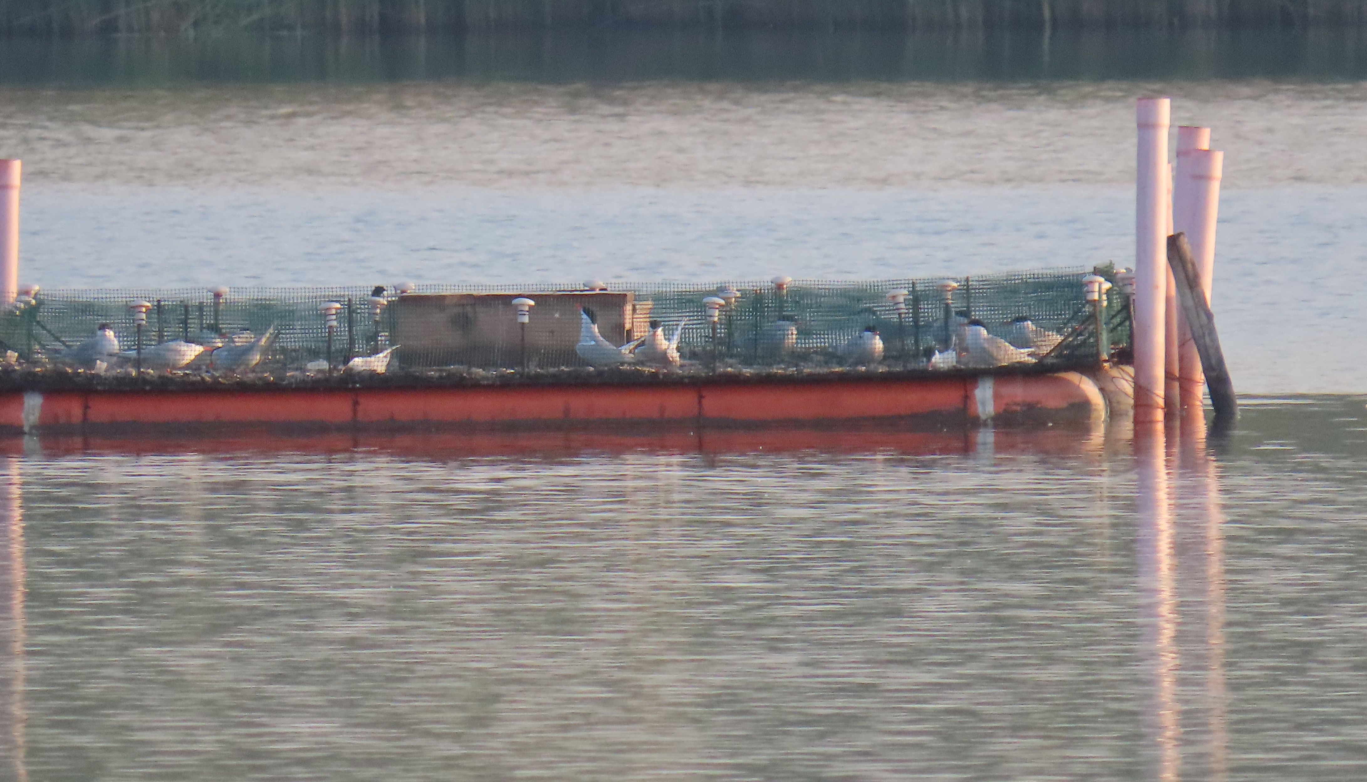 Common terns on rafts