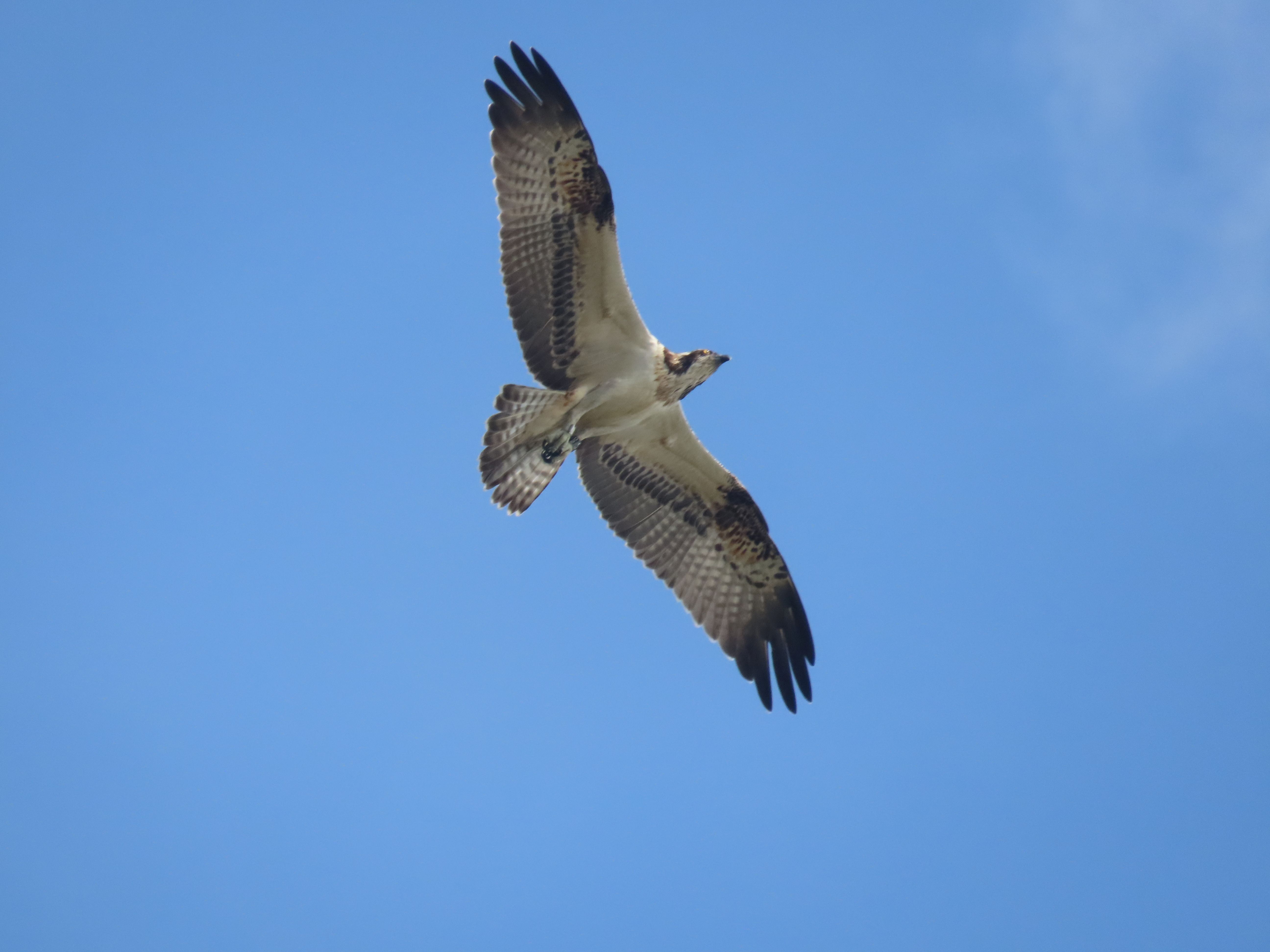 Falco pescatore