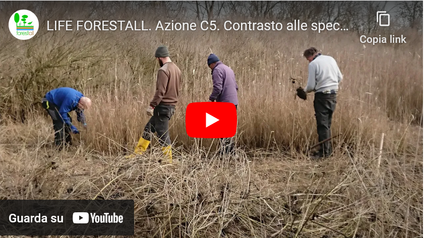 C5 action. Reduction of plant invasive species occurrence (Video)