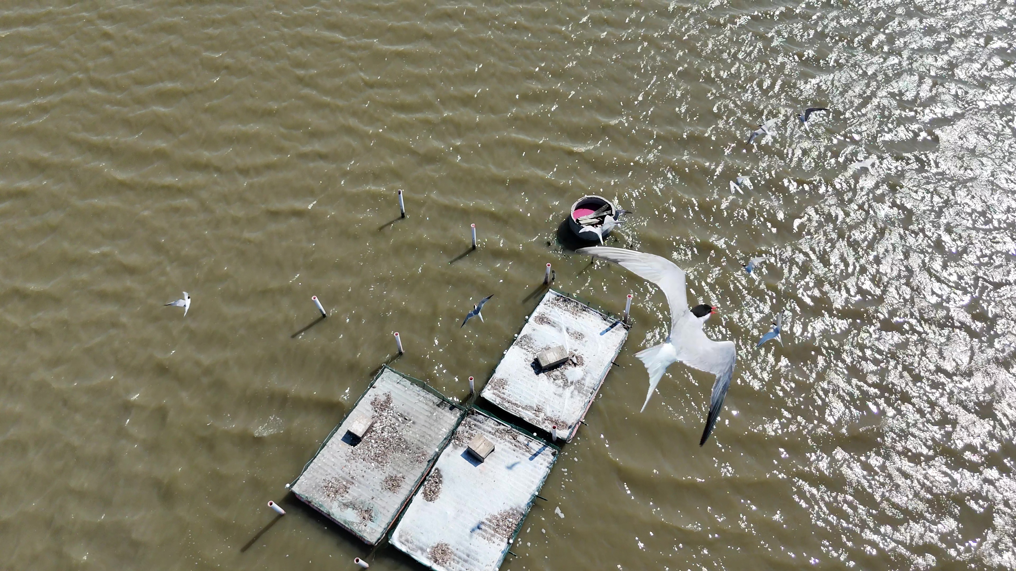 Monitoraggio da drone sulle zattere artificiali