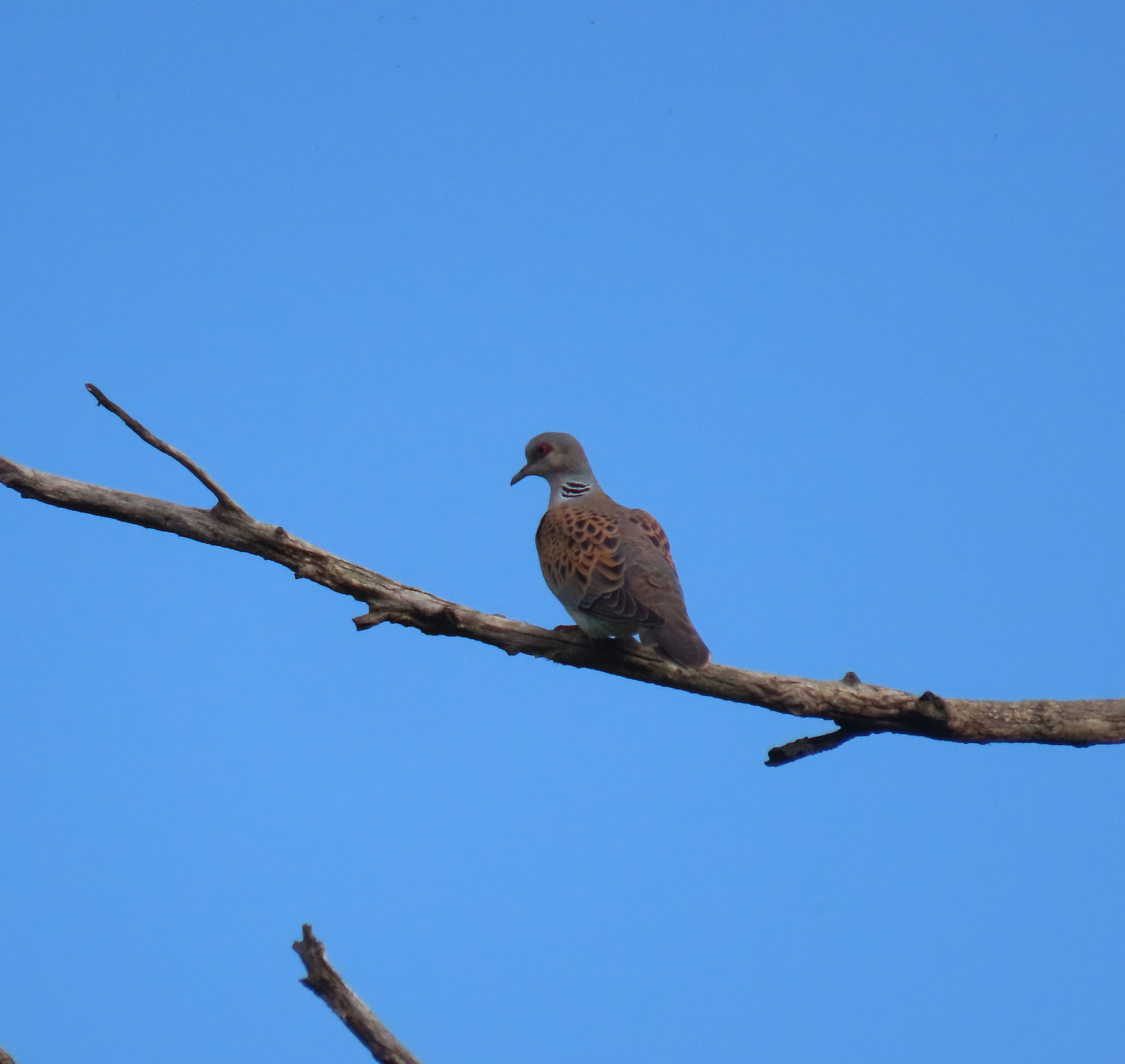 Tortora selvatica