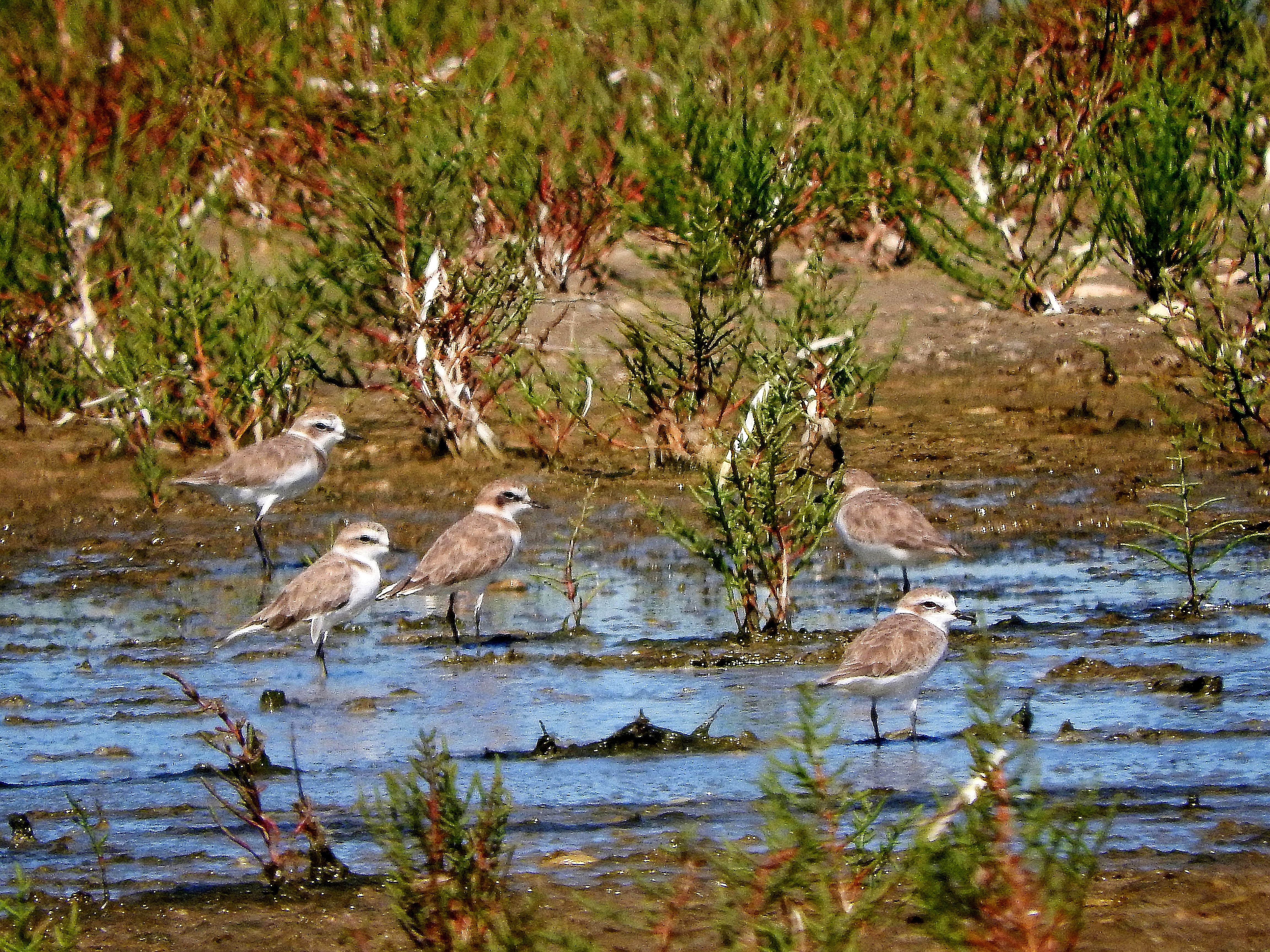 Kentish Plover