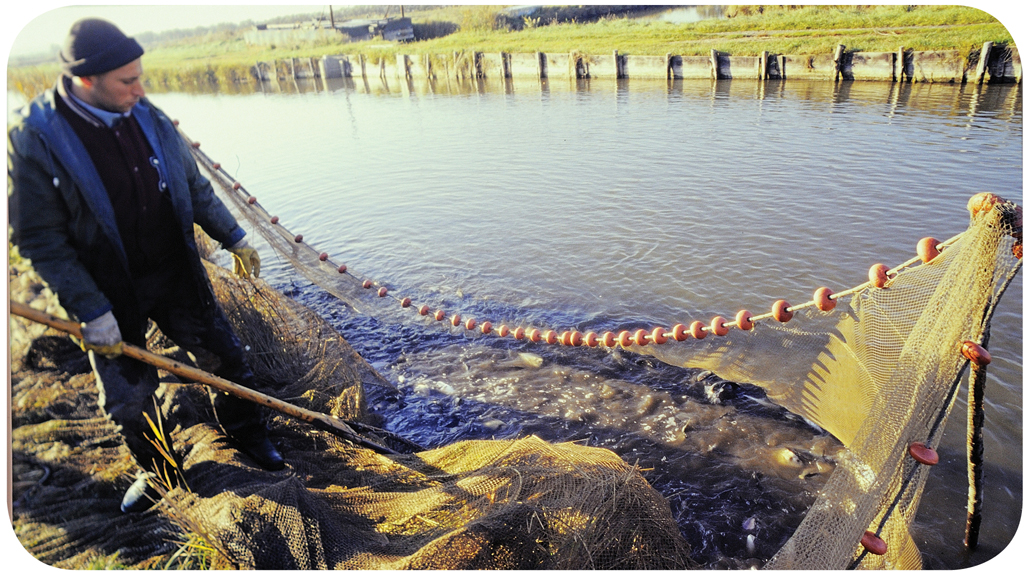 La cattura del pesce in valle