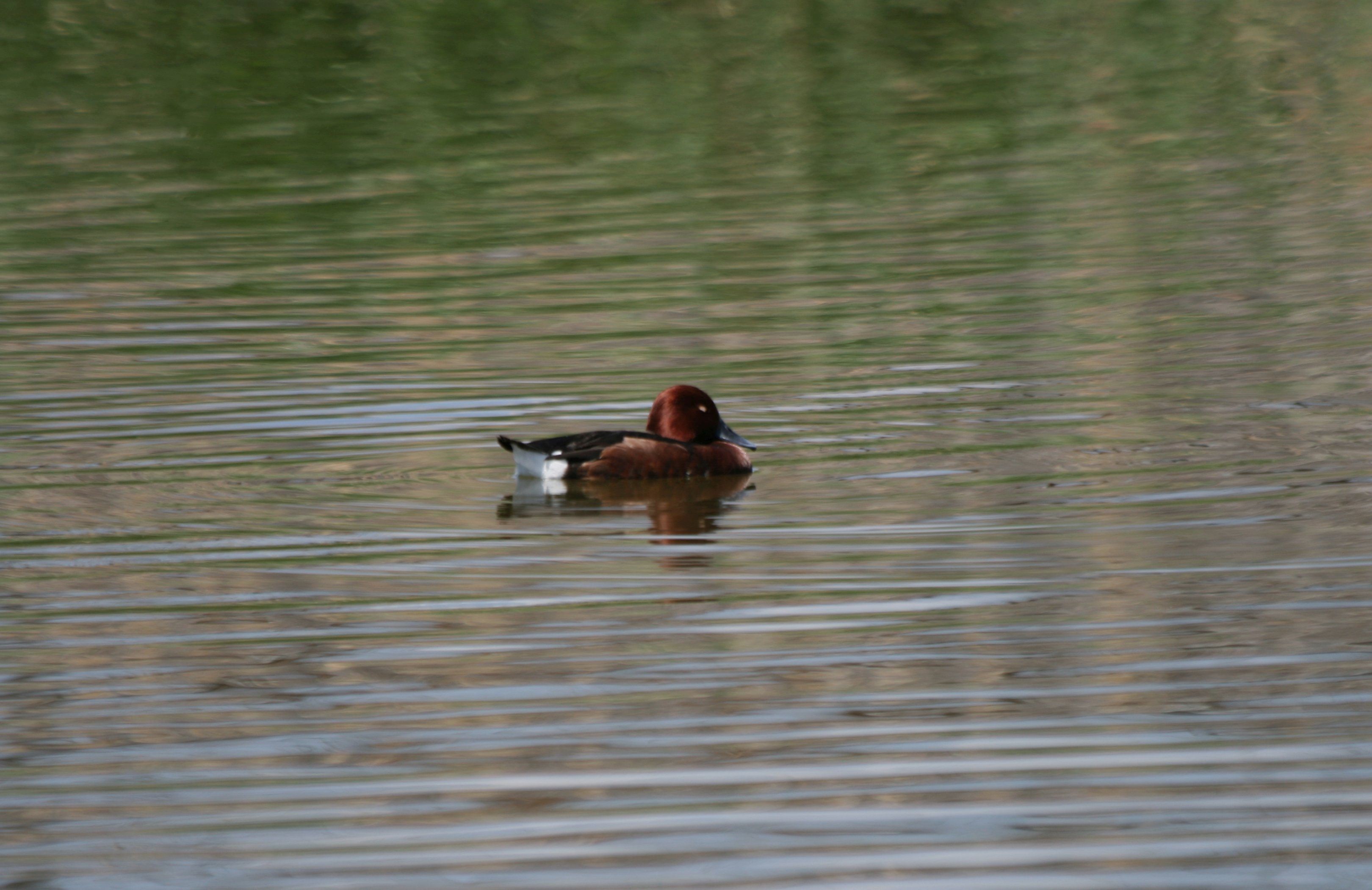 Ferruginous Duck