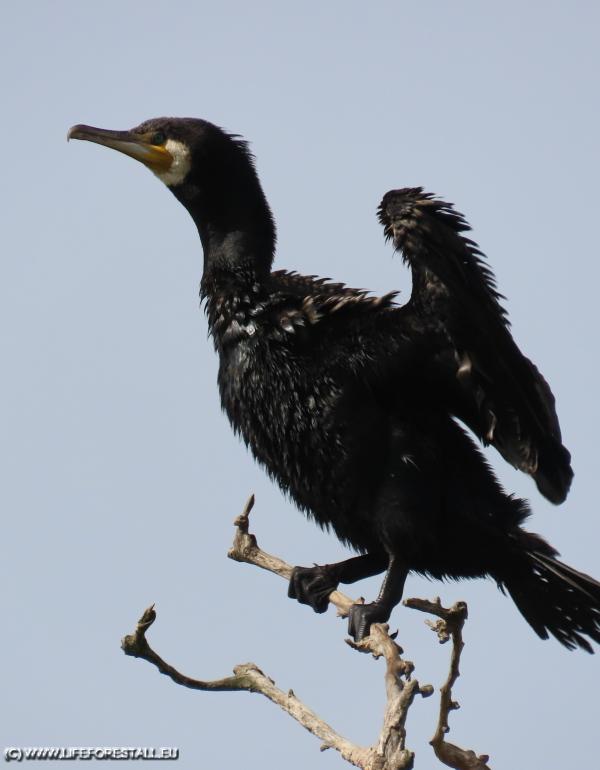 Cormorano