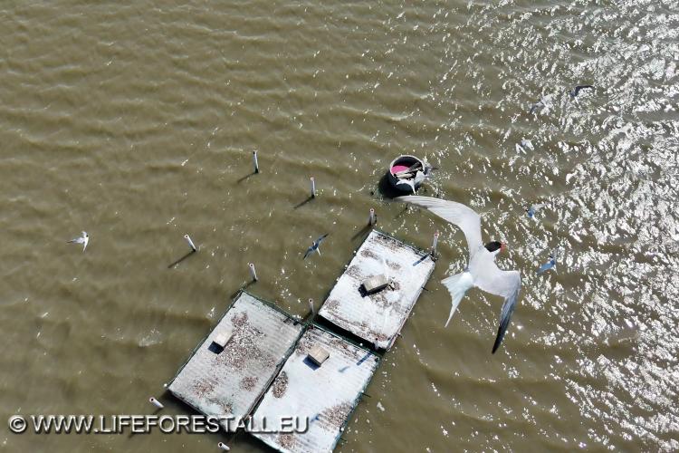 Monitoraggio da drone sulle zattere artificiali