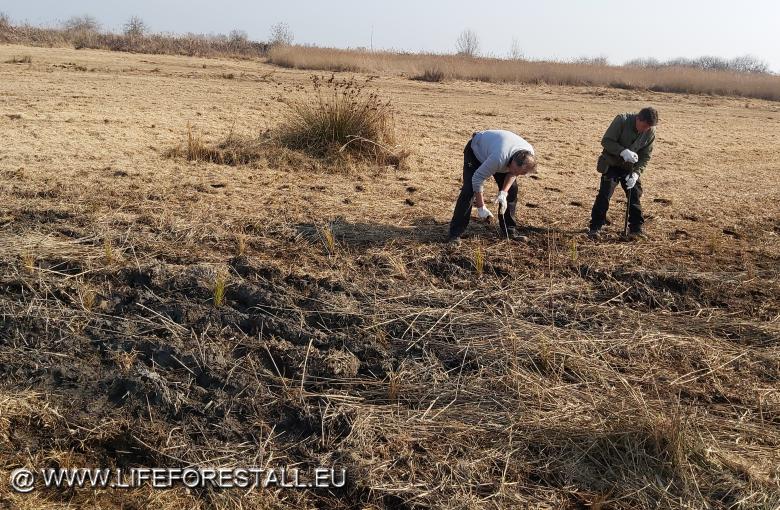 Impianto cladieto in nuova area M