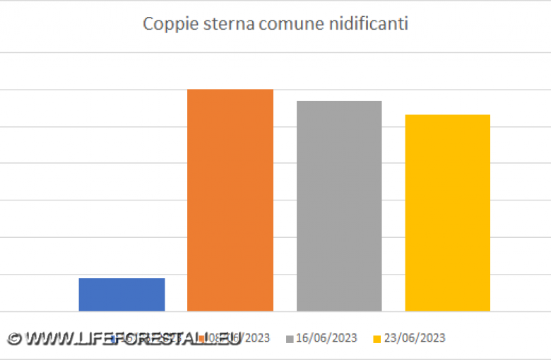 Coppie di Sterna comune Nidificanti