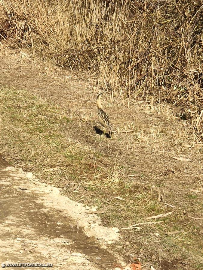 Eurasian Bittern