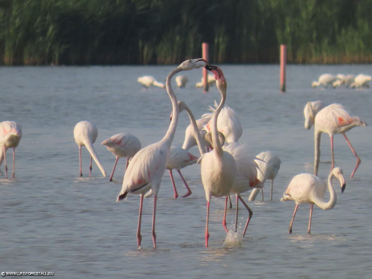 due fenicotteri rosa