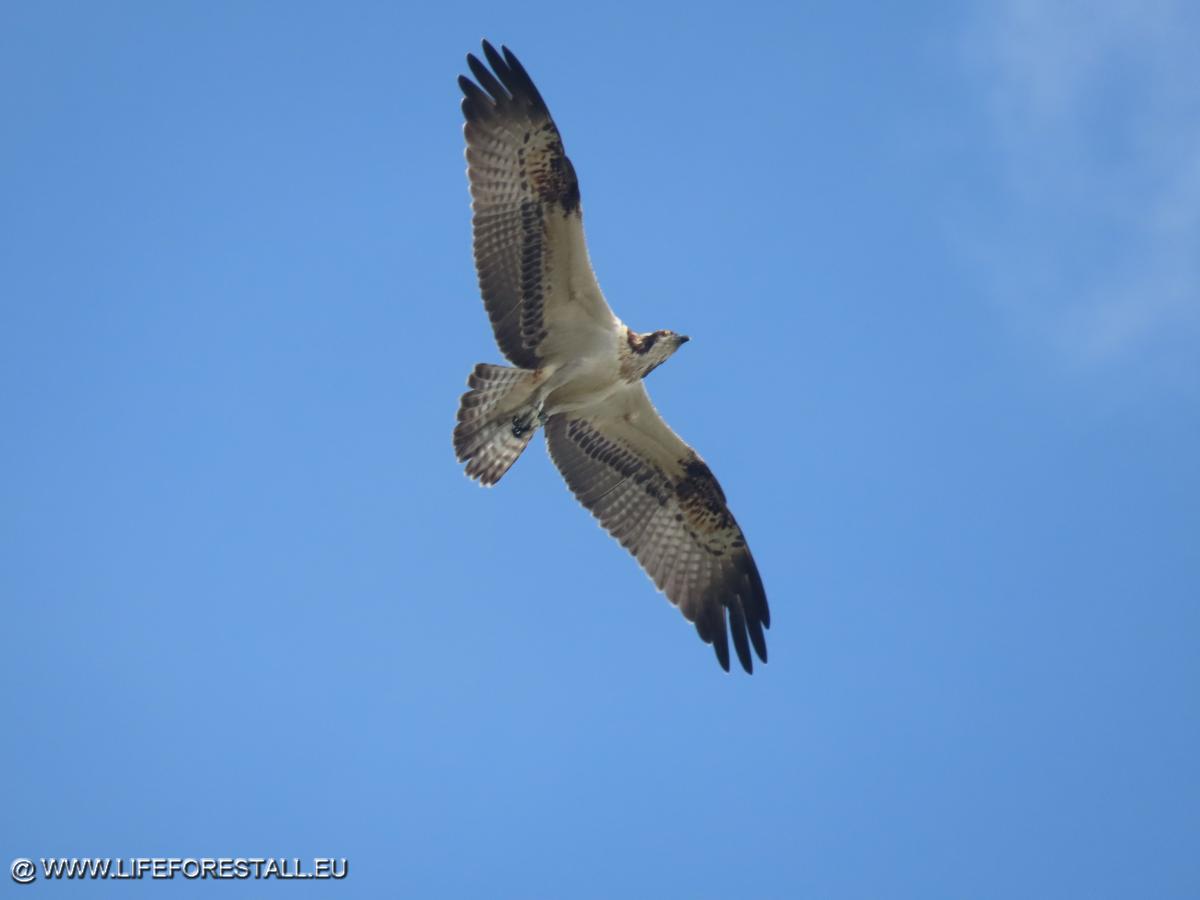 Falco pescatore