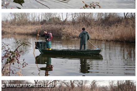 Wels catfish reduction