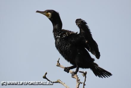 Cormorano