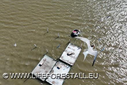 Monitoraggio da drone sulle zattere artificiali